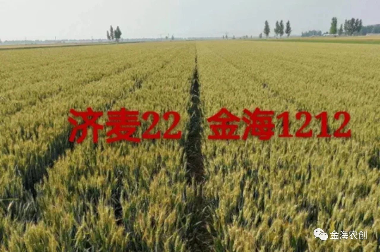 小麦种·种小麦!看金海(烟农)1212!